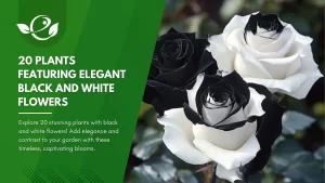 Black and White Flowers