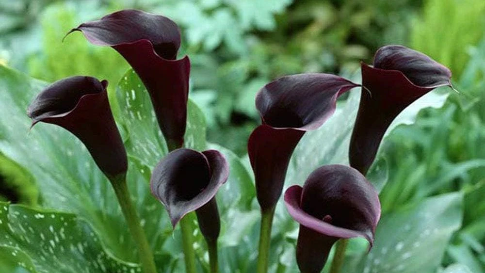 Black and White Flowers