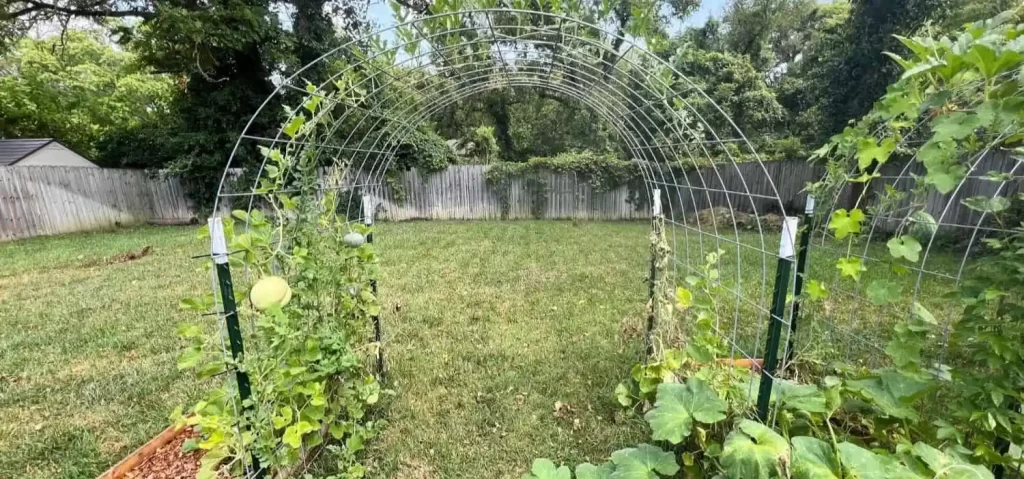 Cattle Panel Trellis