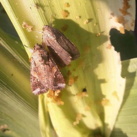 Fall Armyworm