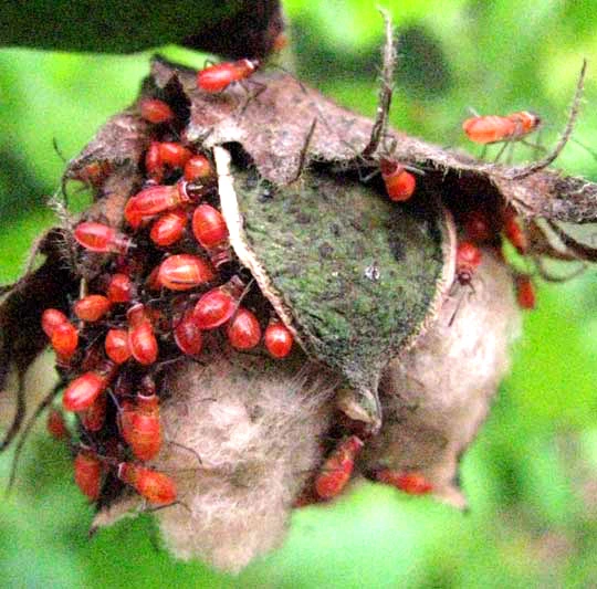 Red Cotton Bug