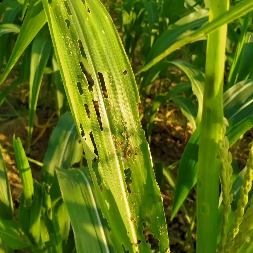 Fall Armyworm