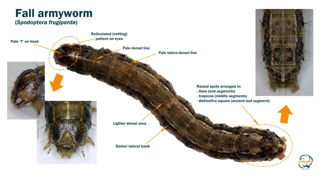 Fall Armyworm