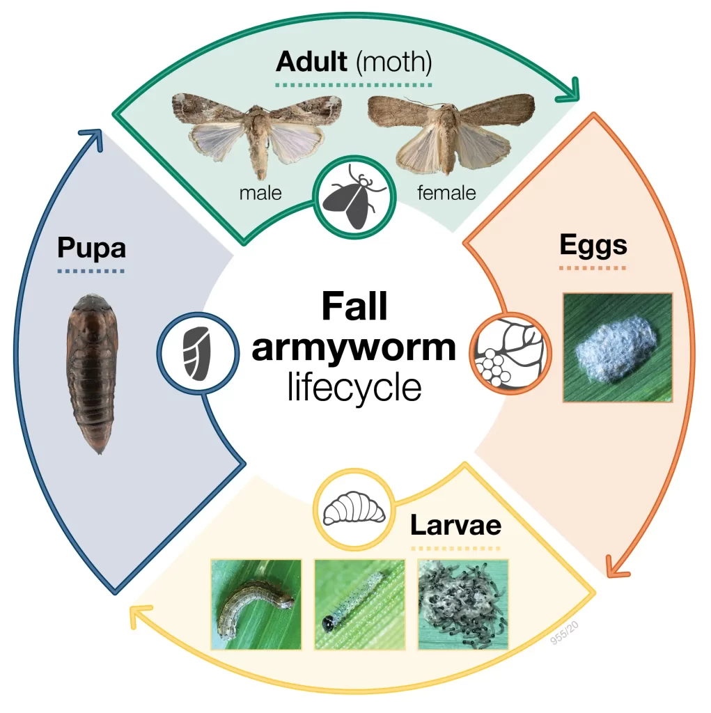 Fall Armyworm life cycle