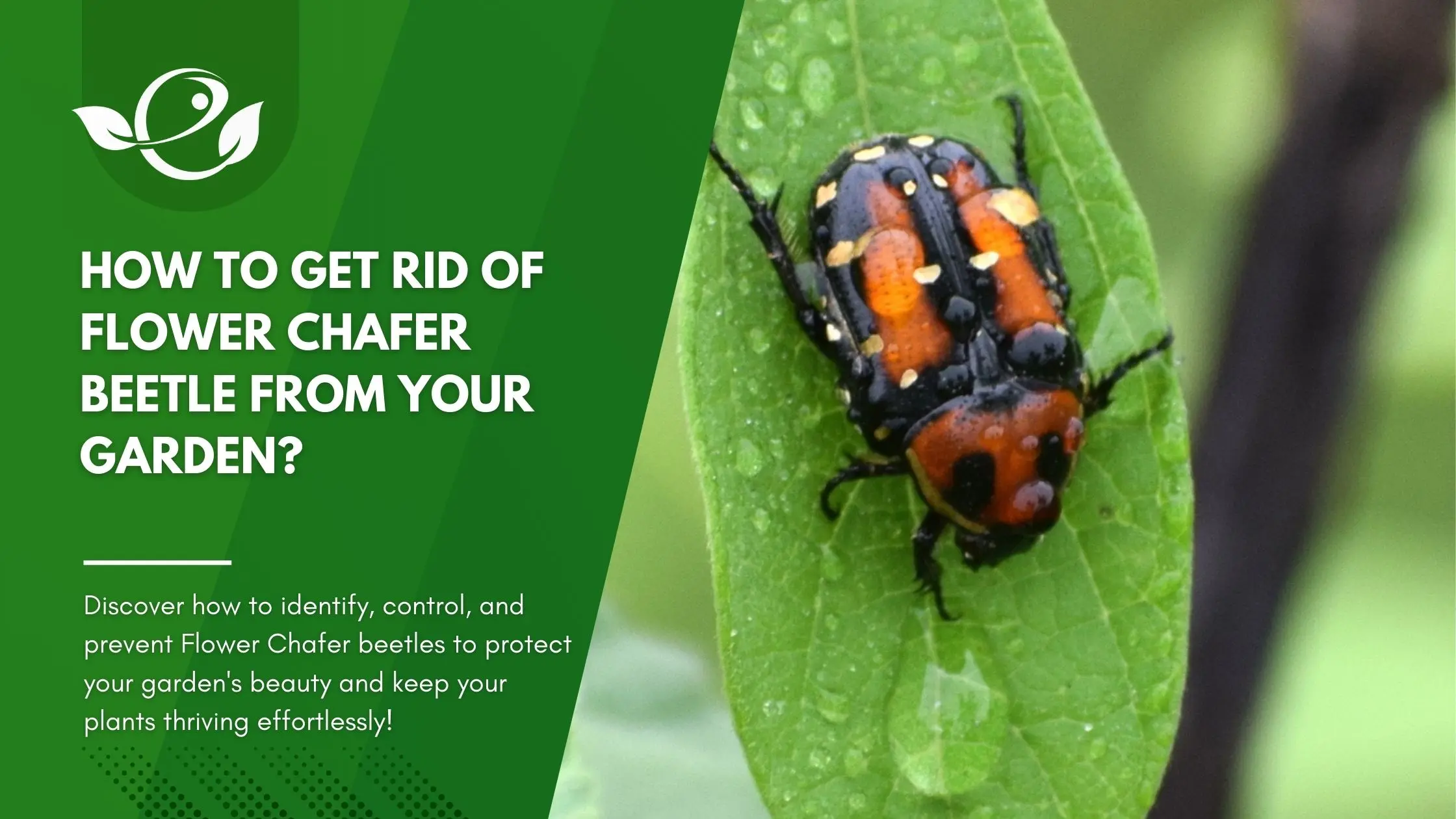 How To Get Rid of Flower Chafer Beetle