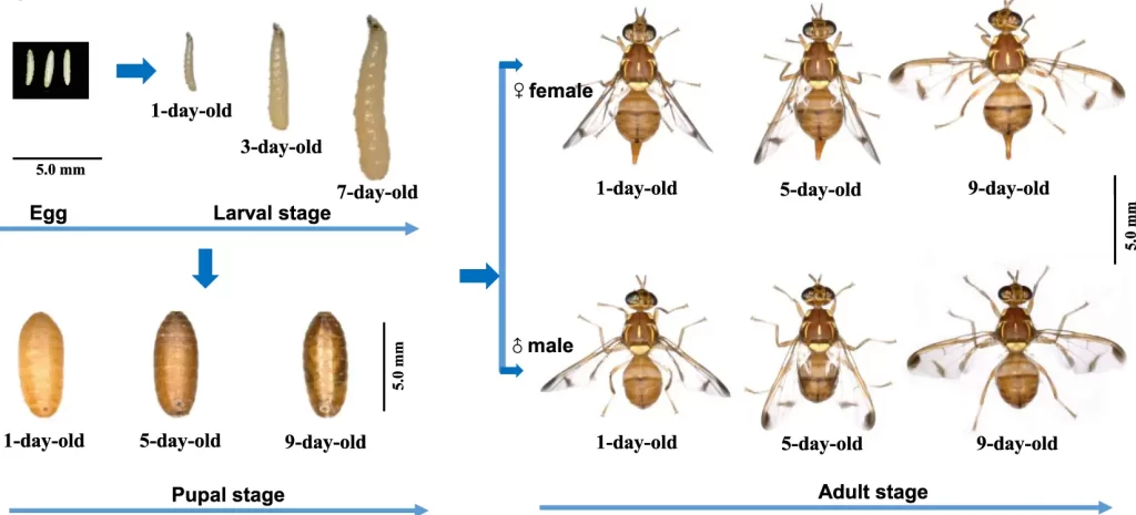 Oriental Fruit Fly