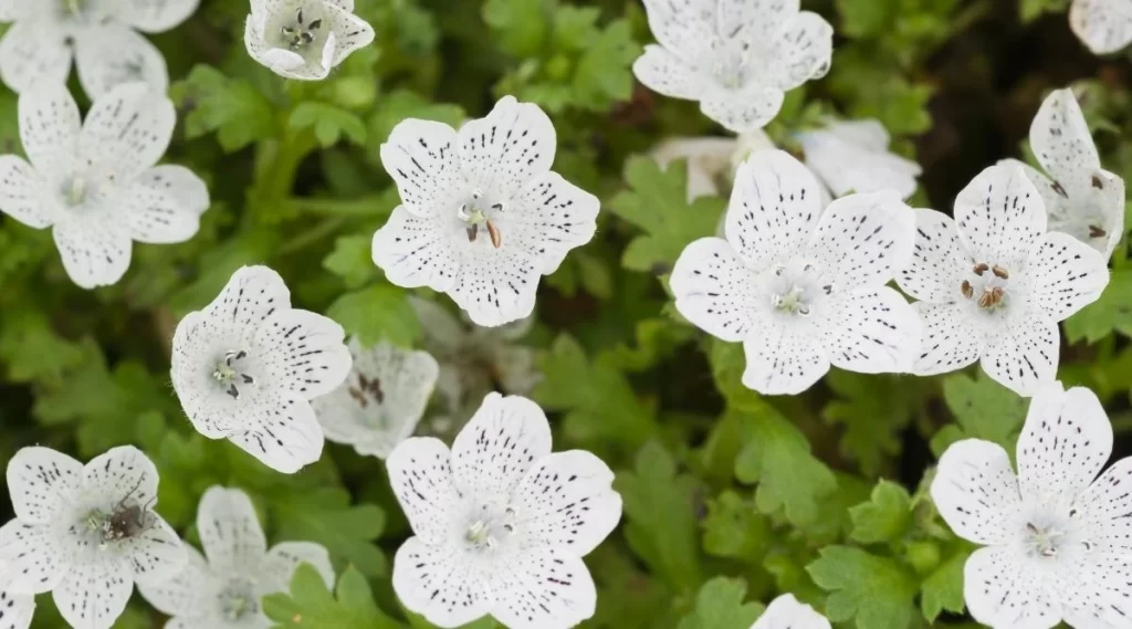 Nemophila Snowstorm Flowers