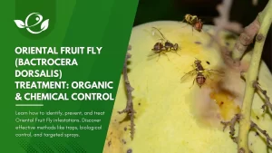 Oriental Fruit Fly Treatment