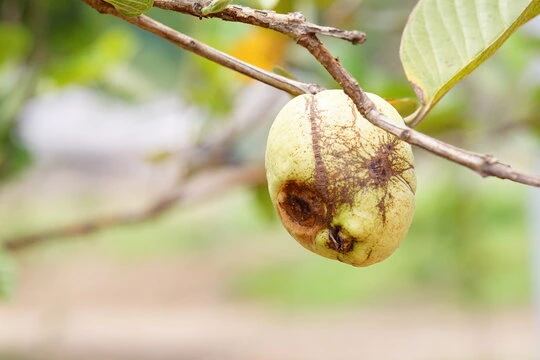 Oriental Fruit Fly