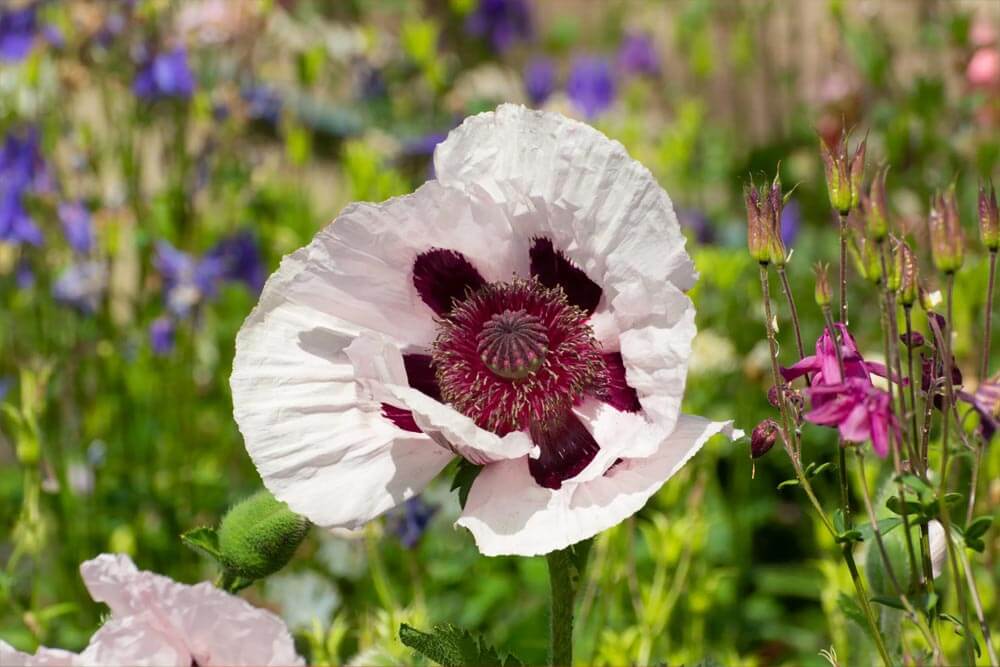 Oriental Poppy Royal Wedding