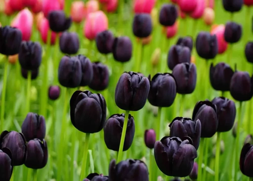 Black and White Flowers