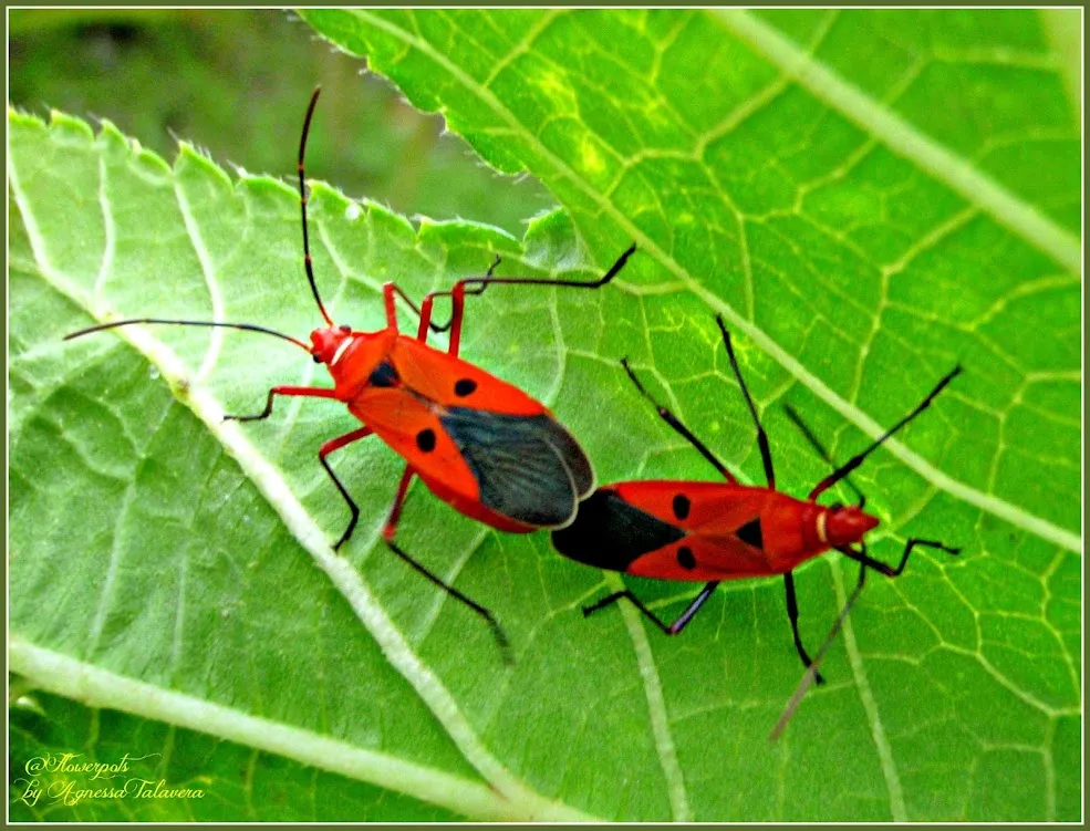 Red Cotton Bug