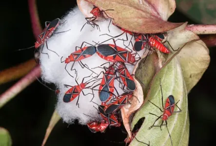 Red Cotton Bug