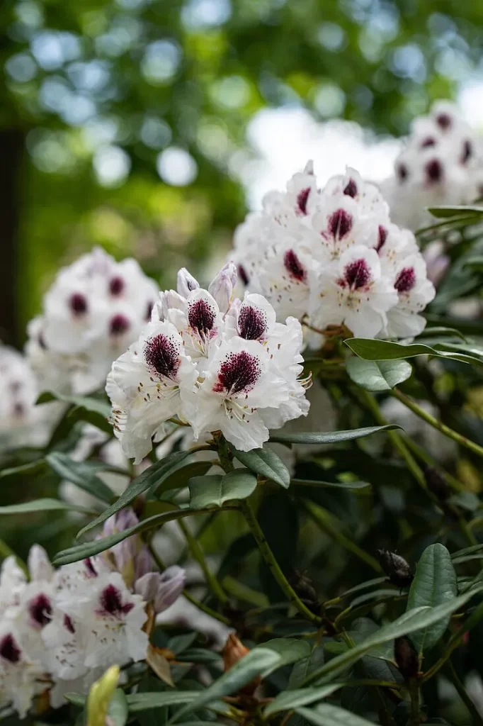 Sappho Rhododendron