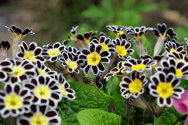 Silver Laced Primrose