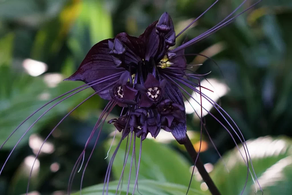 Black and White Flowers