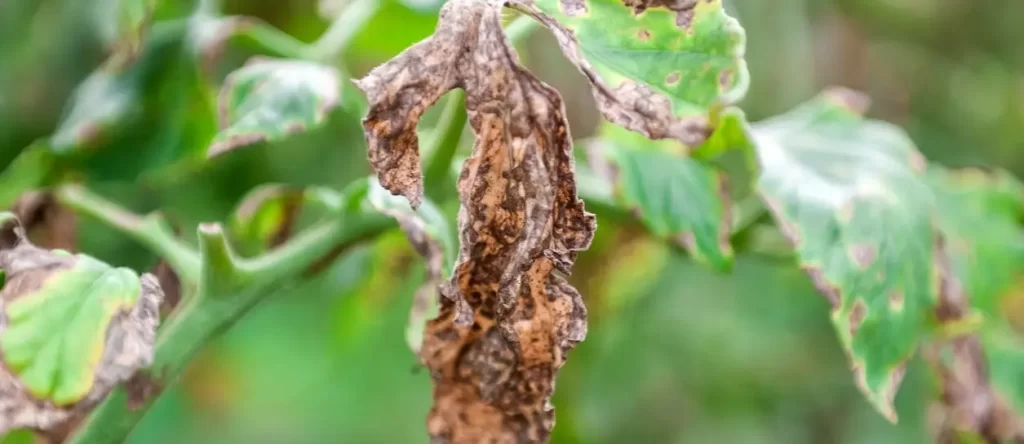 Verticillium Wilt