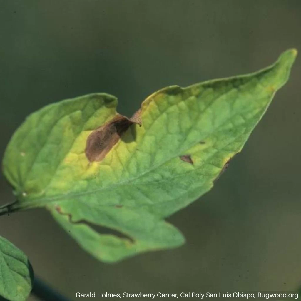 Verticillium Wilt