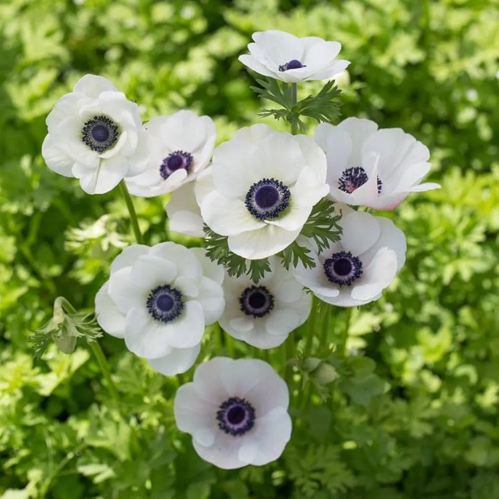 White Anemone