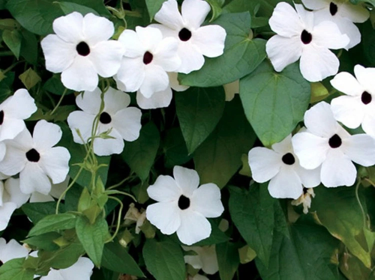 White Black Eyed Susan