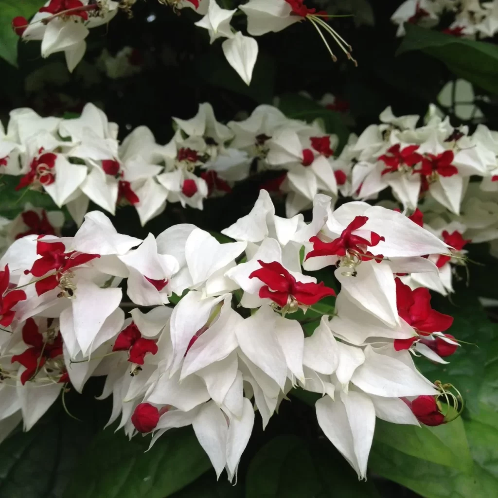 Black and White Flowers