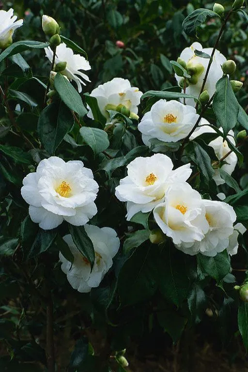 White Camellia