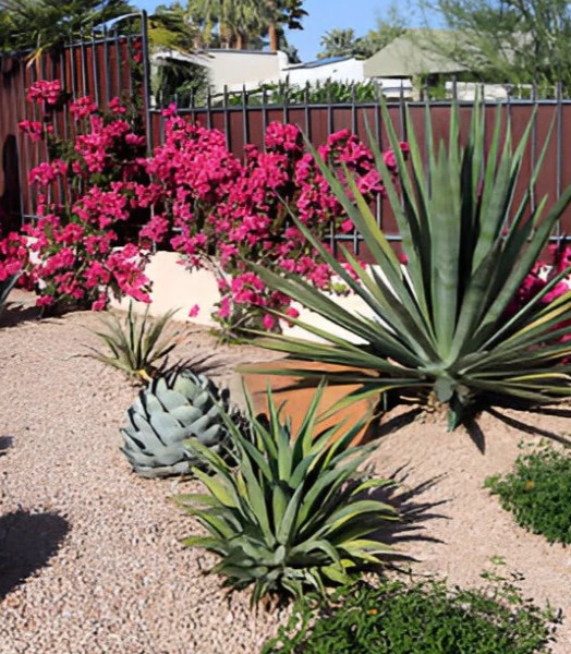 Xeriscaping