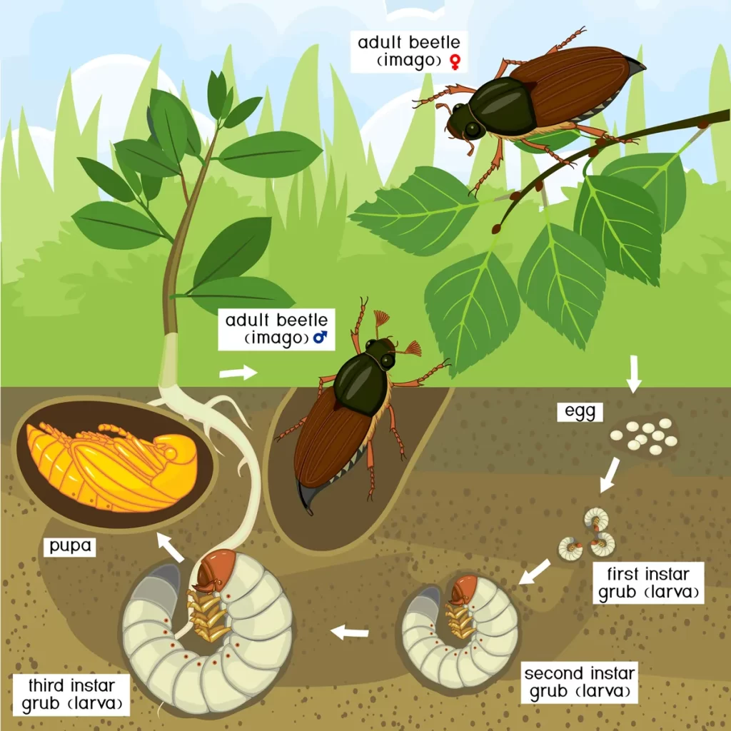 Flower Chafer lifecycle