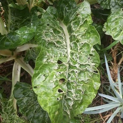 bright line brown eye lettuce 1