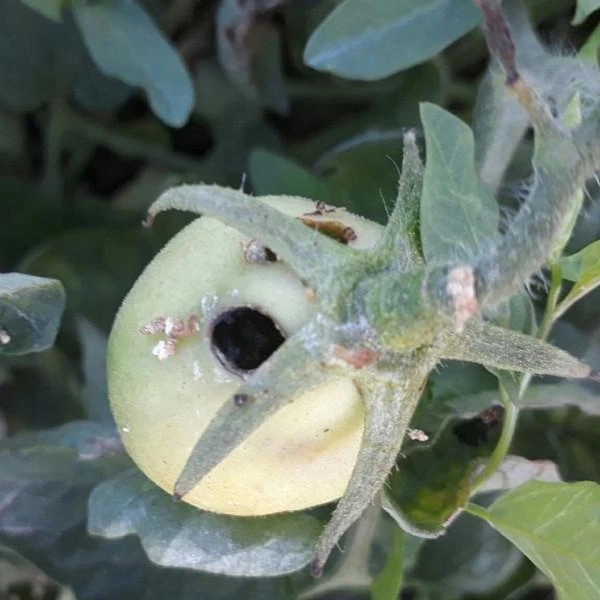 bright line brown eye tomato