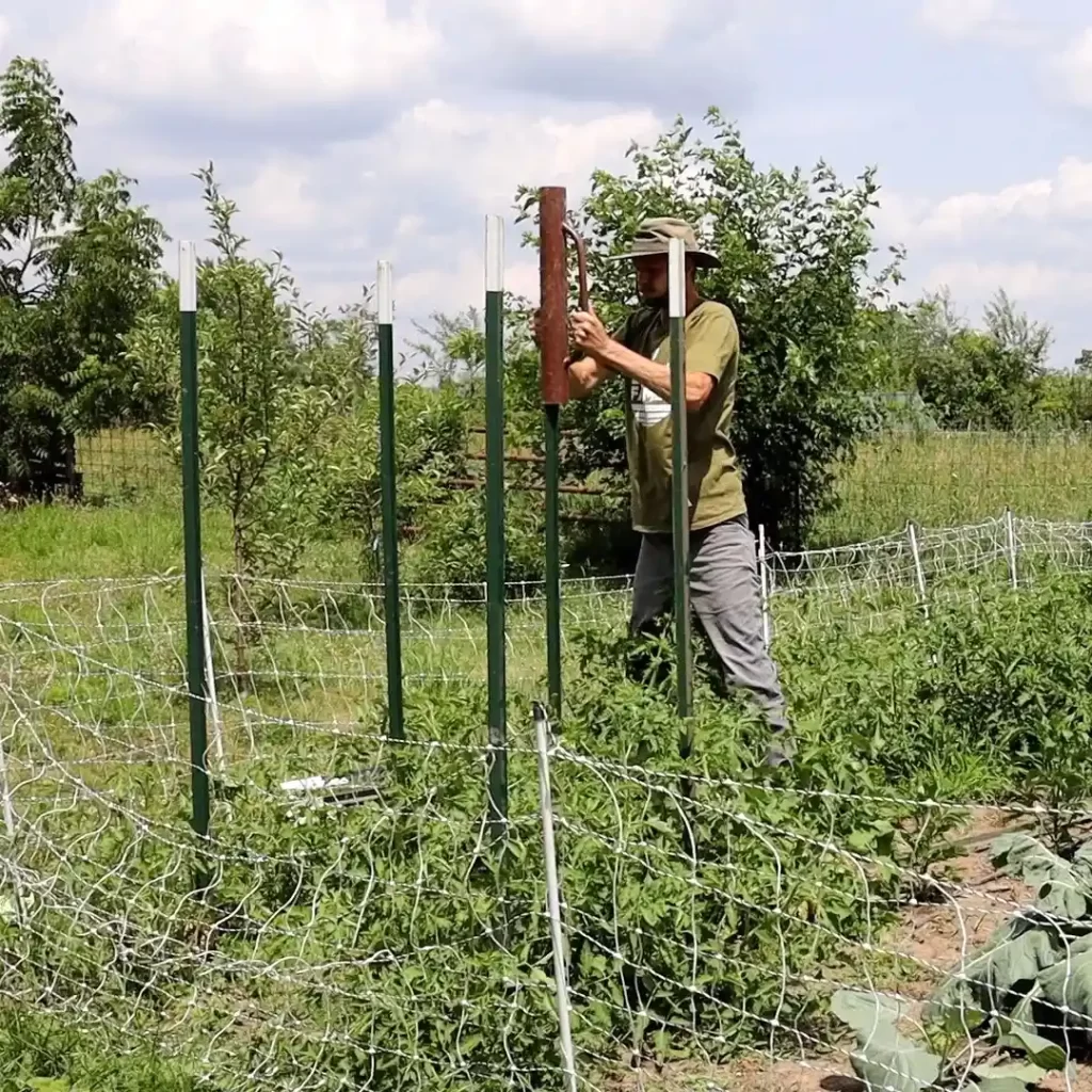 driving in t post for tomato trellis 11zon