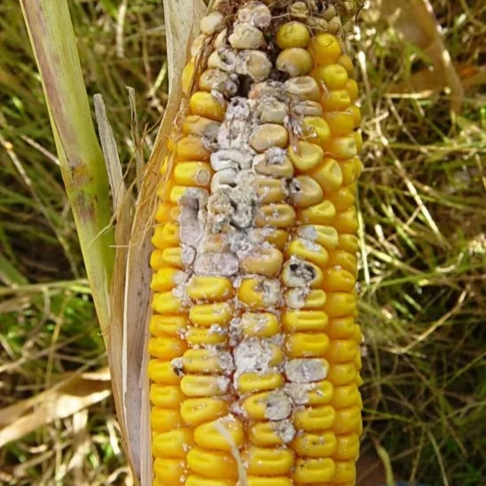 Fall Armyworm