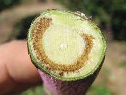 Verticillium Wilt