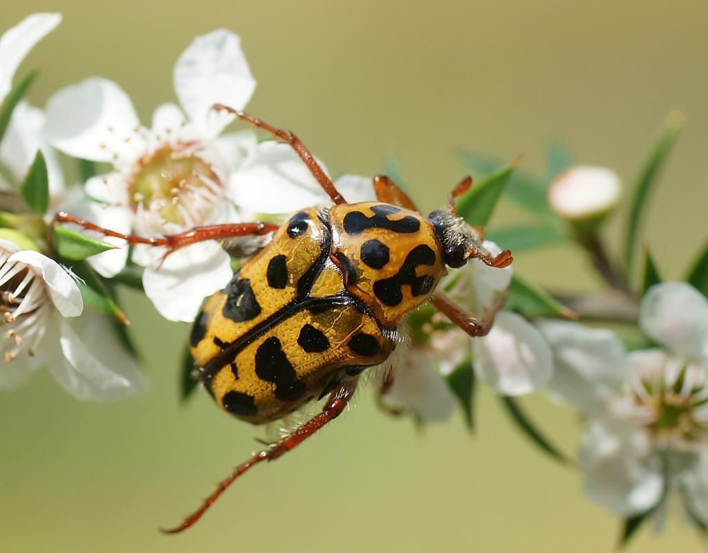 How To Get Rid of Flower Chafer Beetle