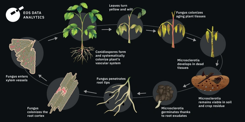 Verticillium Wilt