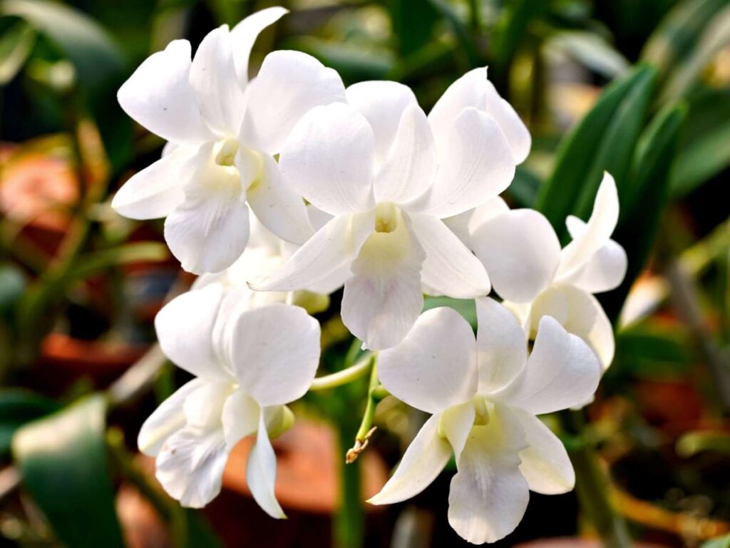 white orchids