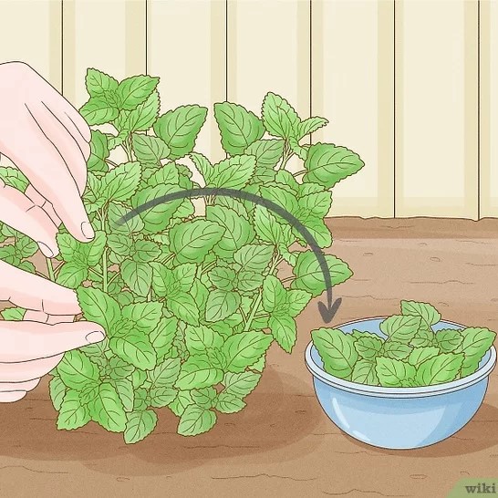 Harvest Lemon Balm 2