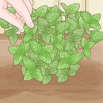 how to harvest lemon balm