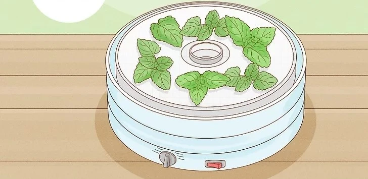 How to Store Lemon Balm