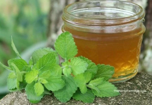 Lemon Balm Honey Syrup