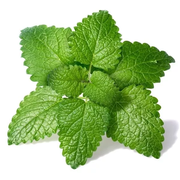 how to harvest lemon balm