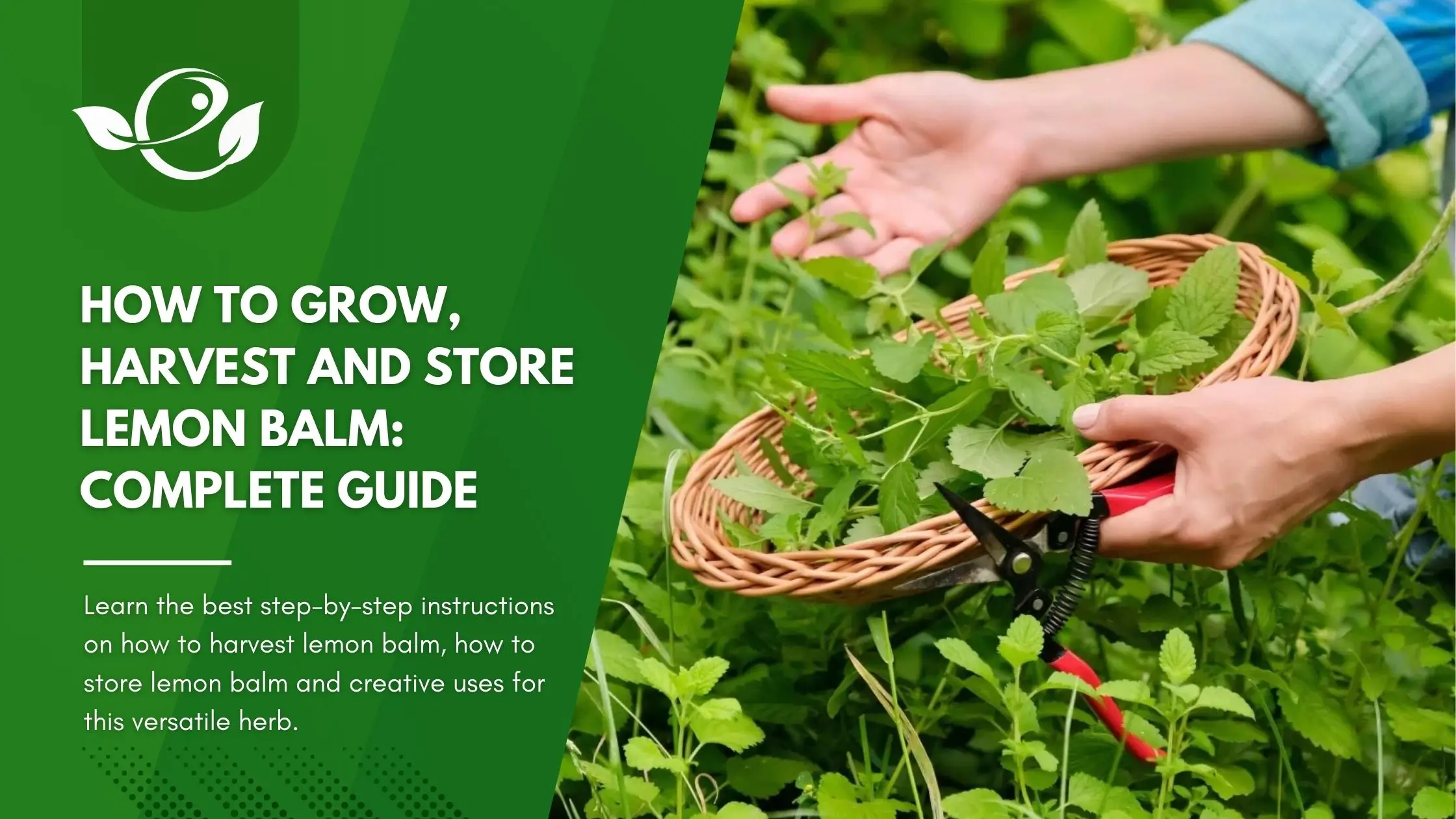 How To Grow Harvest And Store Lemon Balm Complete Guide
