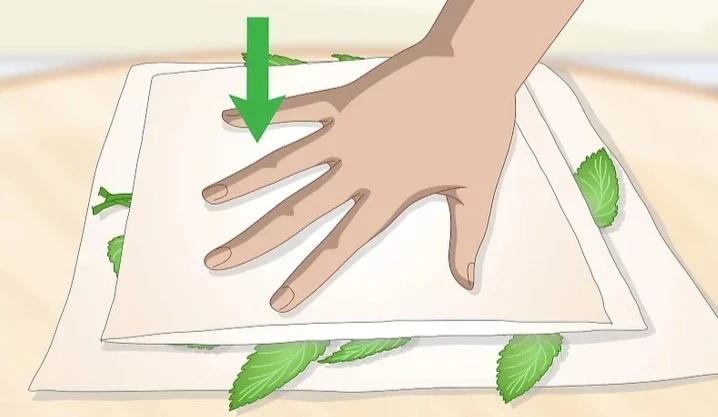 How to Store Lemon Balm