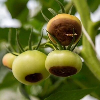 Blossom End Rot