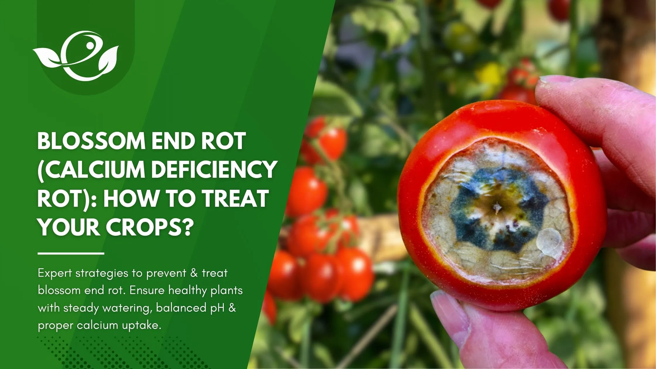Blossom End Rot (Calcium Deficiency Rot)