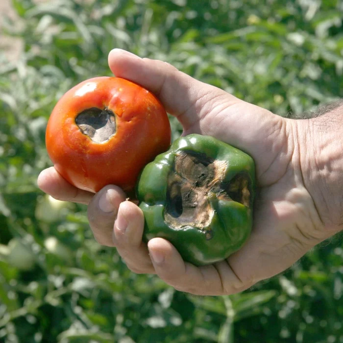 What is Blossom End Rot