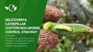 Helicoverpa Caterpillar (Cotton bollworm) Control Organic & Chemical