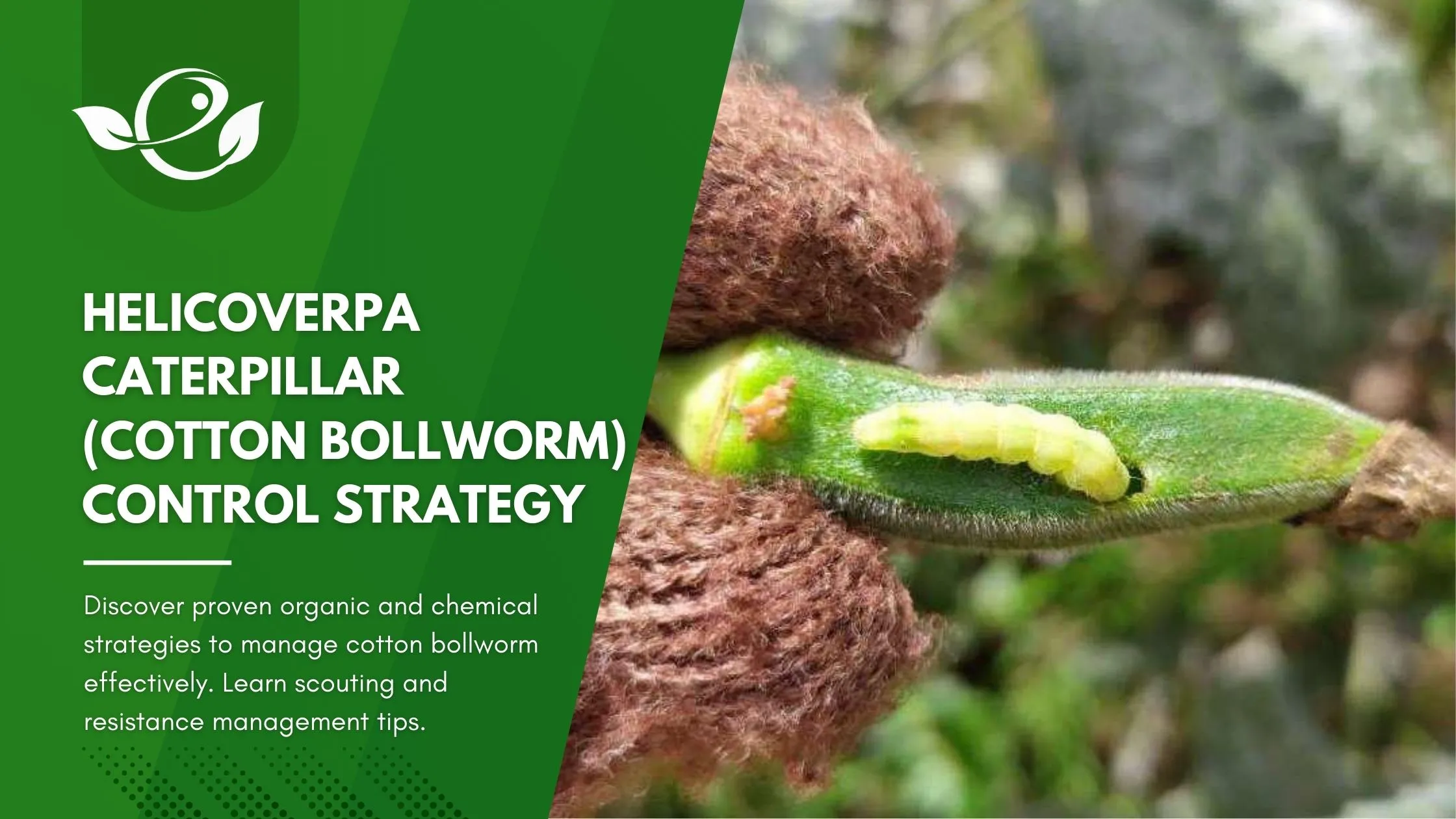 Helicoverpa Caterpillar (Cotton bollworm) Control Organic & Chemical