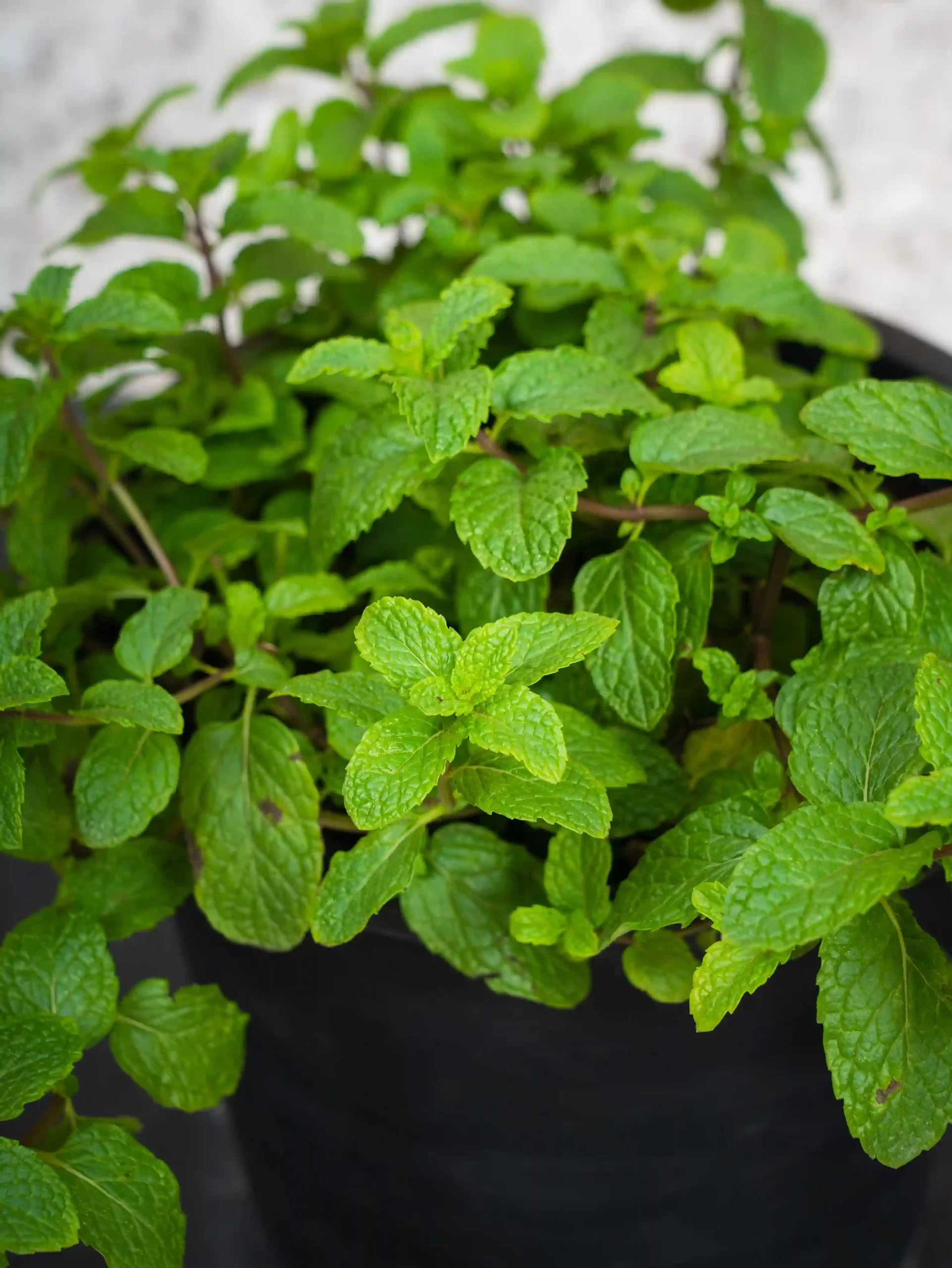 Mosquito Repellent Plants