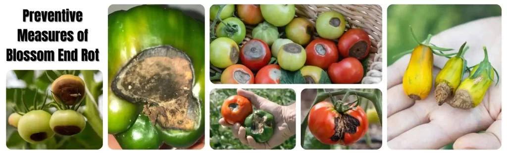 Preventive Measures of Blossom End Rot